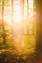 bright sunlight in a forest behind a house 