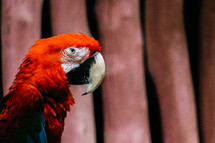 scarlet macaw 
