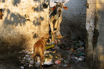dog eating trash 