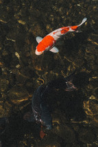 koi fish pond 