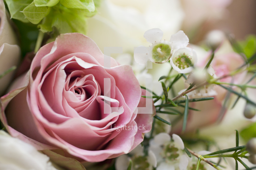 pink roses in a bouquet 