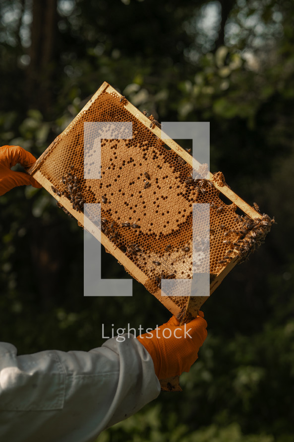 Honey bees on a bee hive frame, wooden bee box, beekeeping, beekeeper