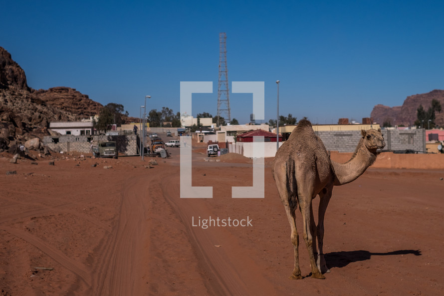 a camel in a desert city 