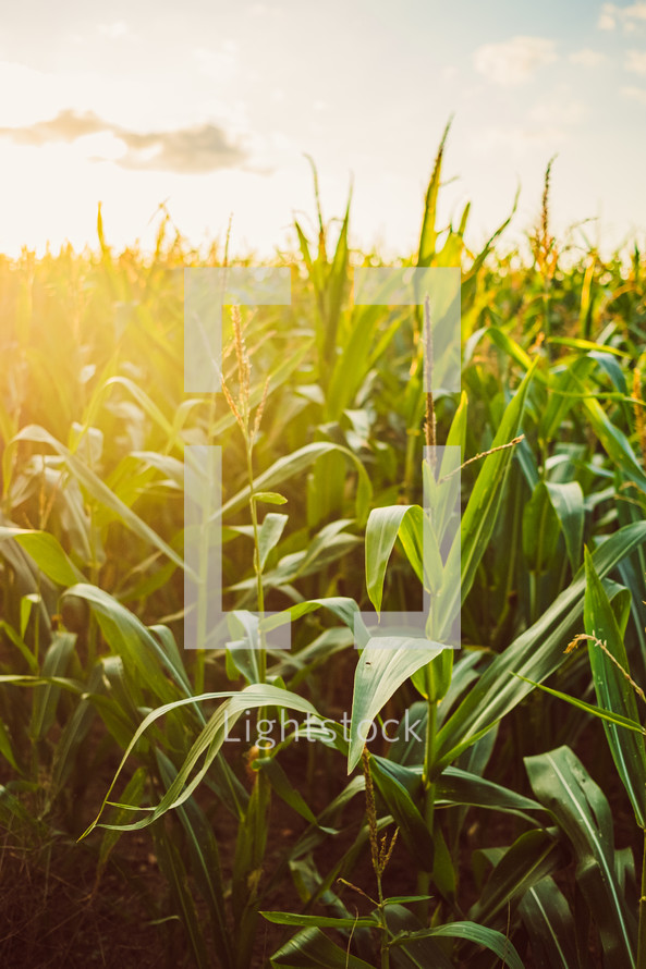 sunlight over a corn field 