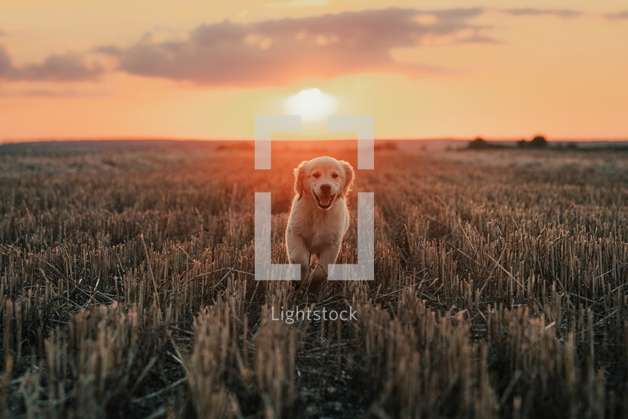 Energetic Golden Retriever Puppy Runs to camera at summer on open area field outdoors. Hunting breed dog, Adventure.