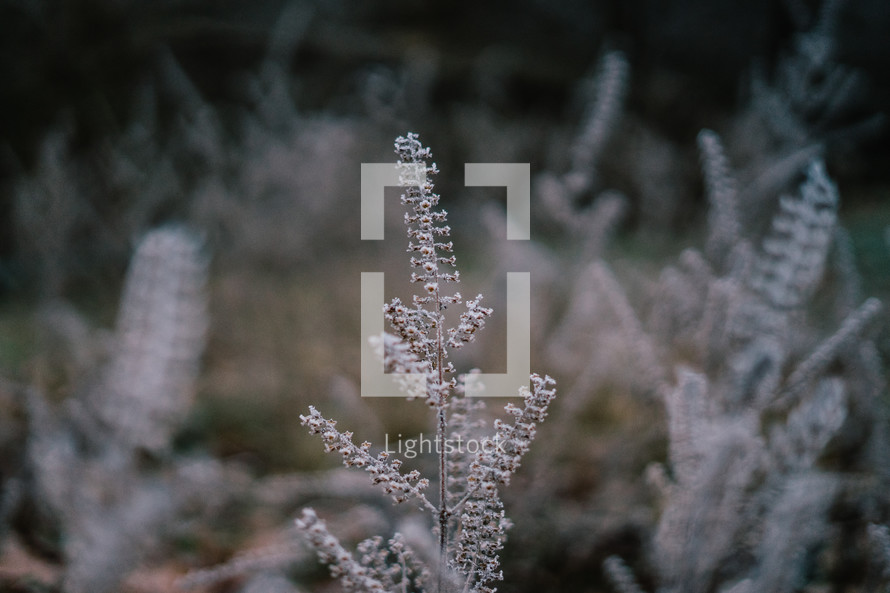 frost on vegetation outdoors 