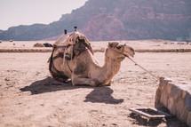 camel in a desert 