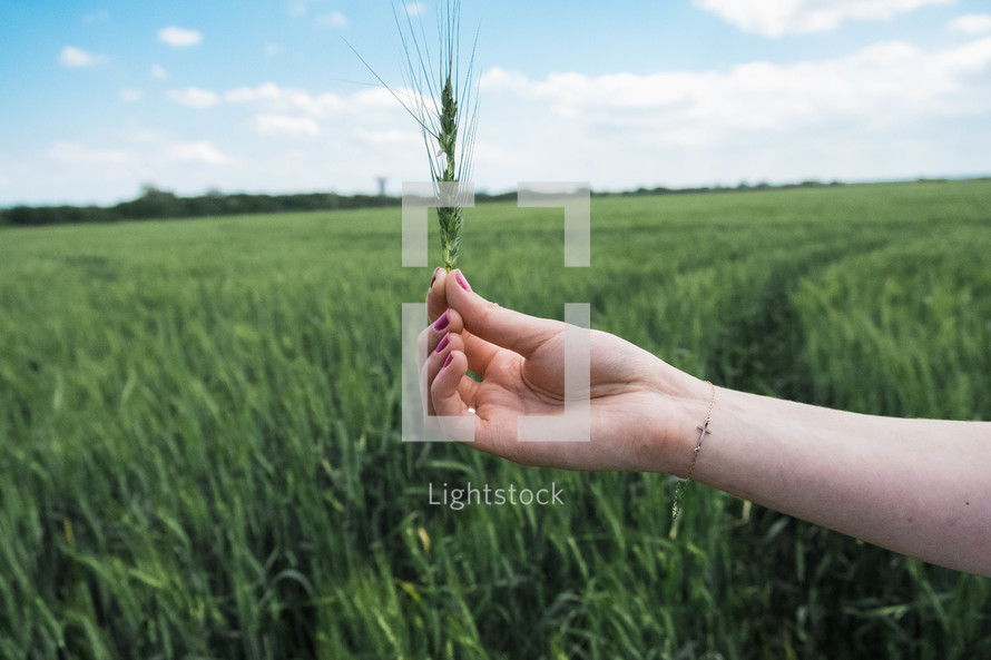 a woman holding green wheat 