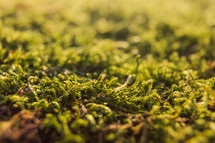 green moss background 