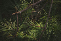 Pine tree limbs.
