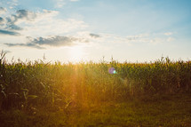 sunlight over a corn field 
