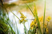 yellow flowers in front of a pond 