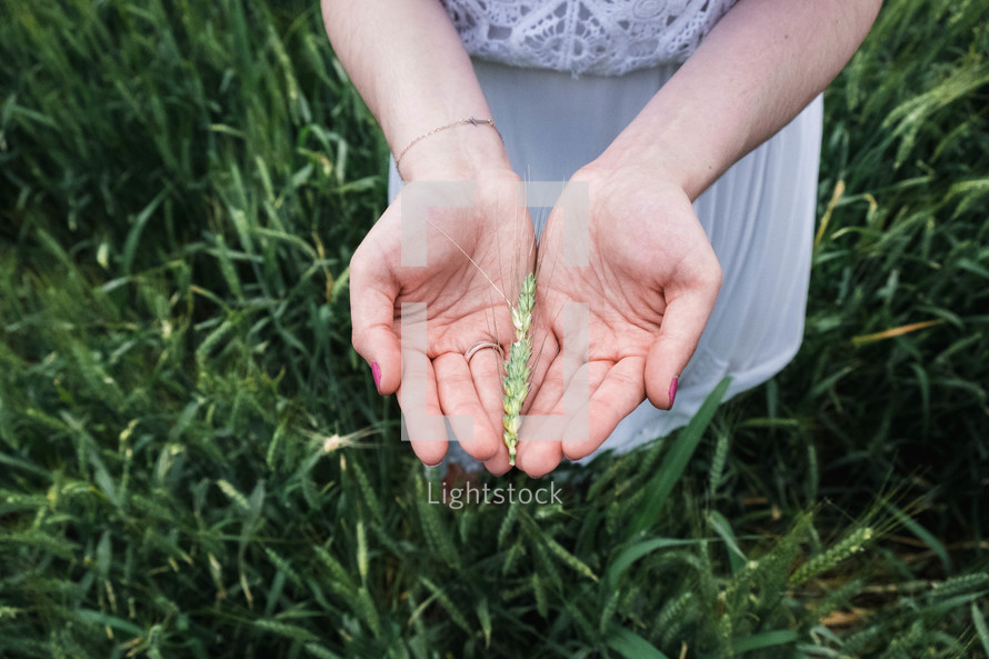 grass seeds in cupped hands 