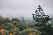 Trees in the foggy autumn forest