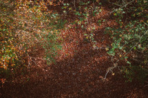 Looking down on ground covered in leaves