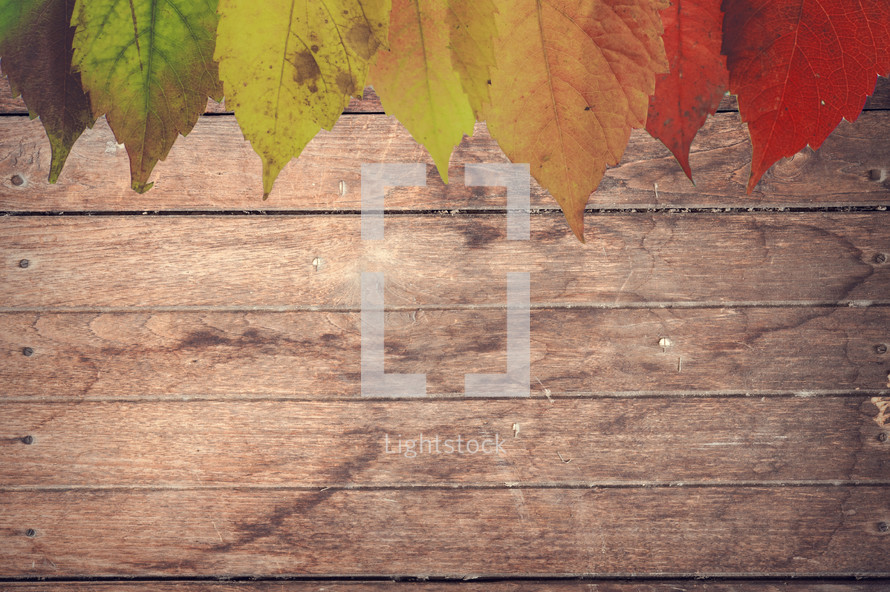 Fall leaves against wood background