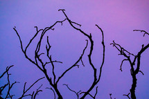 bare branches against a purple sky 