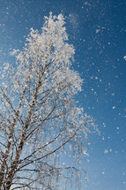 Snow fall on a dormant tree.