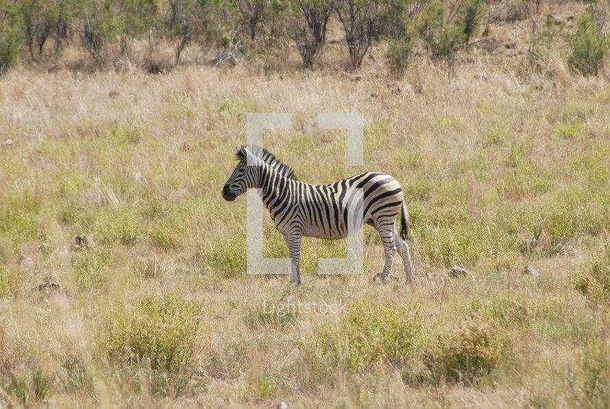 Zebra in field with its distinctive black and white stripes