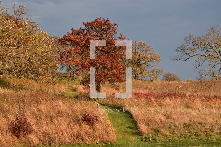 A vibrant autumn landscape features a lone tree with striking red leaves surrounded by tall grasses and more trees in the background. A narrow green path winds through the field