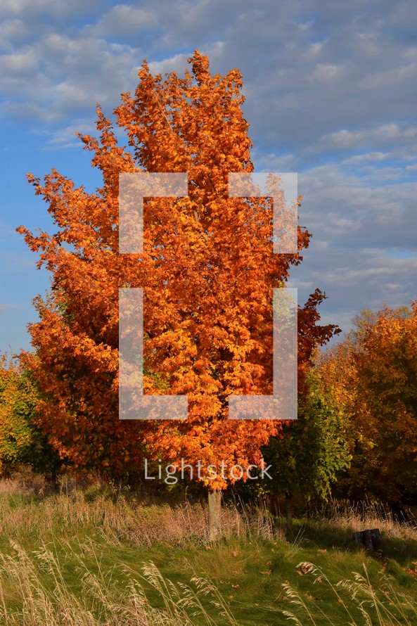 A vibrant tree with orange leaves stands prominently in a grassy field, with a backdrop of scattered clouds in a blue sky