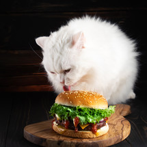 Fluffy cat eating big burger on dark background. Kitty eats tasty fast food meal with meat cutlet, onion, vegetables, melted cheese and sauce. High quality photo