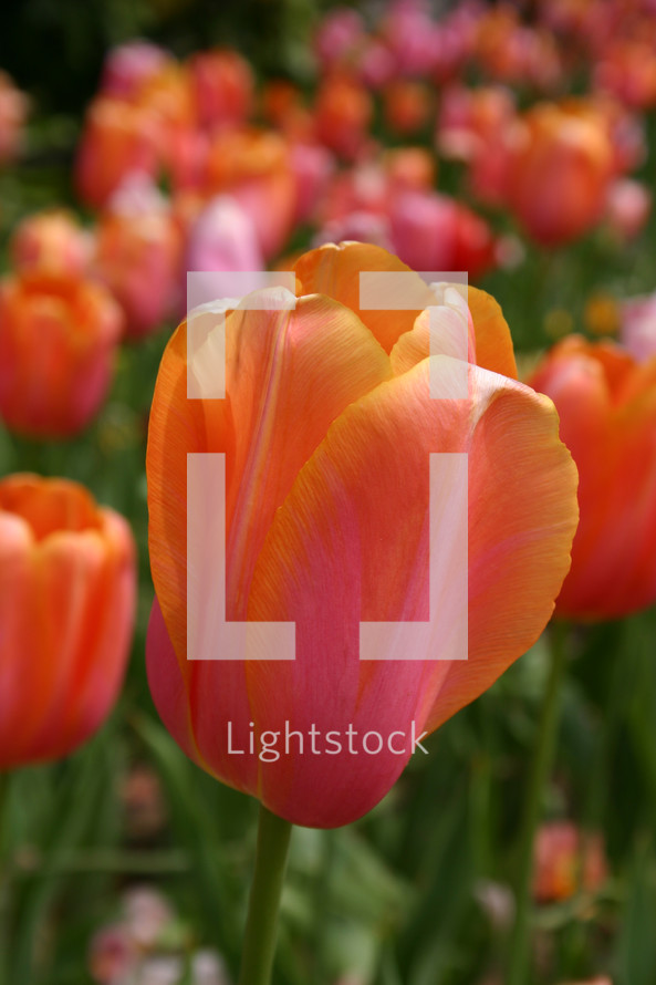 Close up of a tulip in the spring.