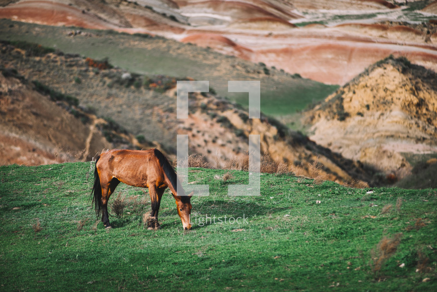Horse grazing in nature
