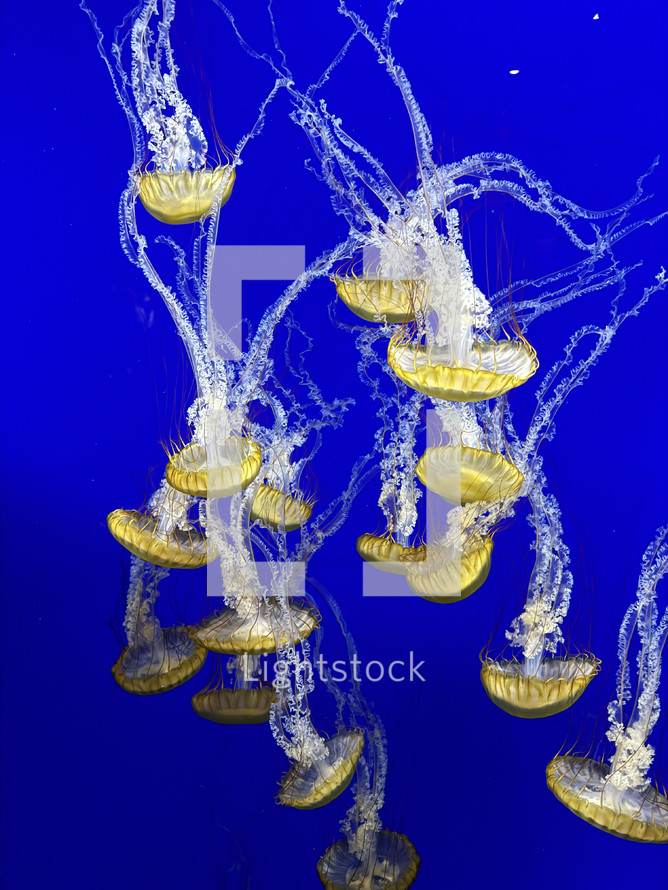 Jellyfish upside down in the water