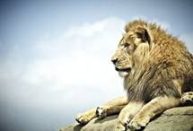 A lion rests on a large rock.