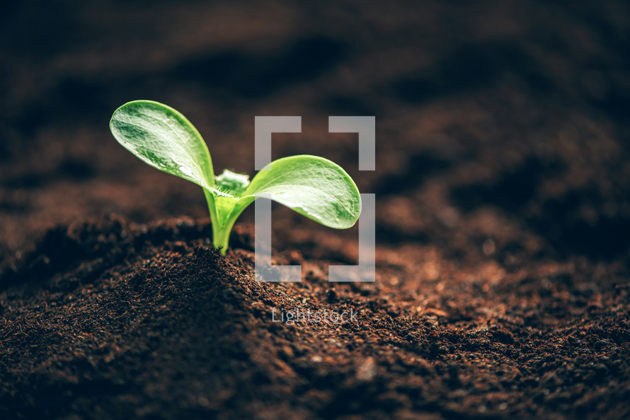 Green plant growing in good soil. Banner with copy space. Agriculture, organic gardening, planting or ecology concept. Young sprouts, seedlings growing. New life concept