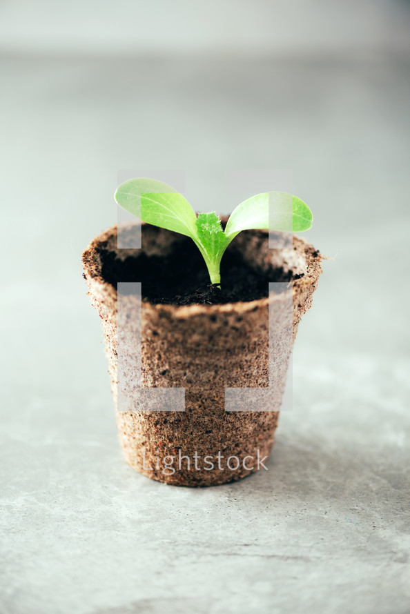 Seedlings in peat pots. Baby plants seeding. Spring planting. Early sprouts, grown from seeds in boxes at home. Agriculture, organic gardening, planting or ecology concept. New life concept