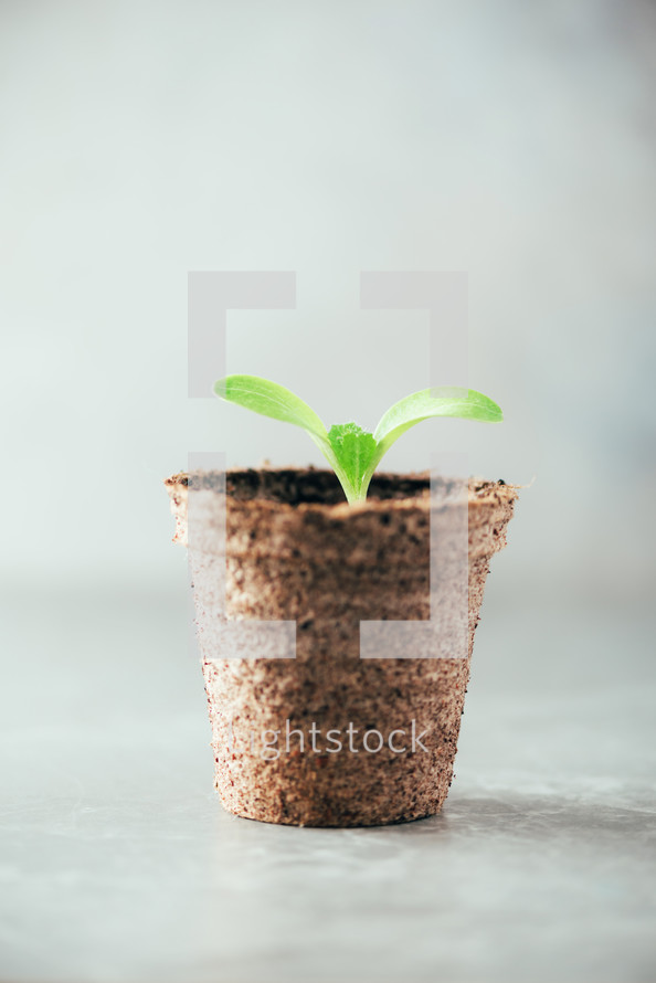 Seedlings in peat pots. Baby plants seeding. Spring planting. Early sprouts, grown from seeds in boxes at home. Agriculture, organic gardening, planting or ecology concept. New life concept