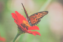 butterfly on a red flower 