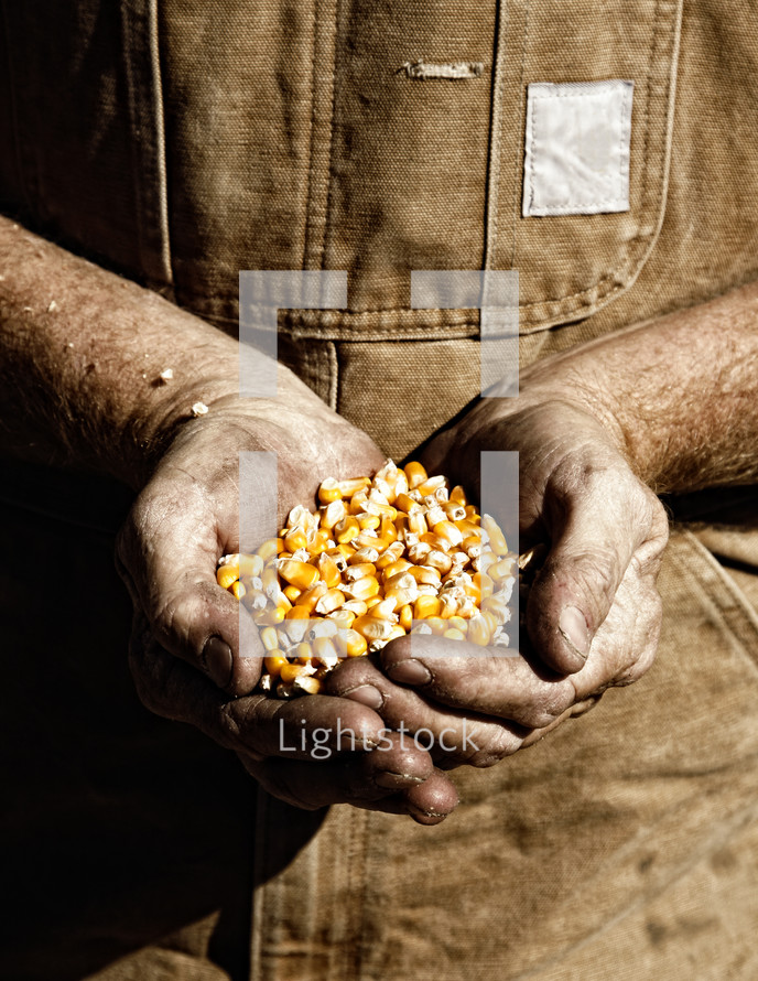 Farmer holding corn seed in cupped hands