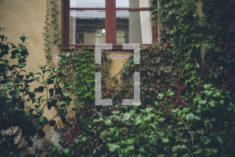 ivy on a wall under a window 