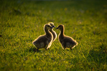 baby goslings 