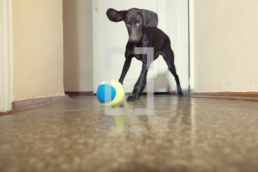 dog chasing a ball 