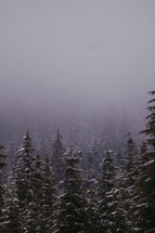 Snow falling on trees in a forest. 