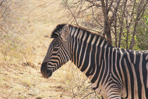 Zebra in the savanna 