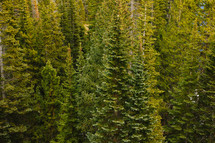 evergreen forest 