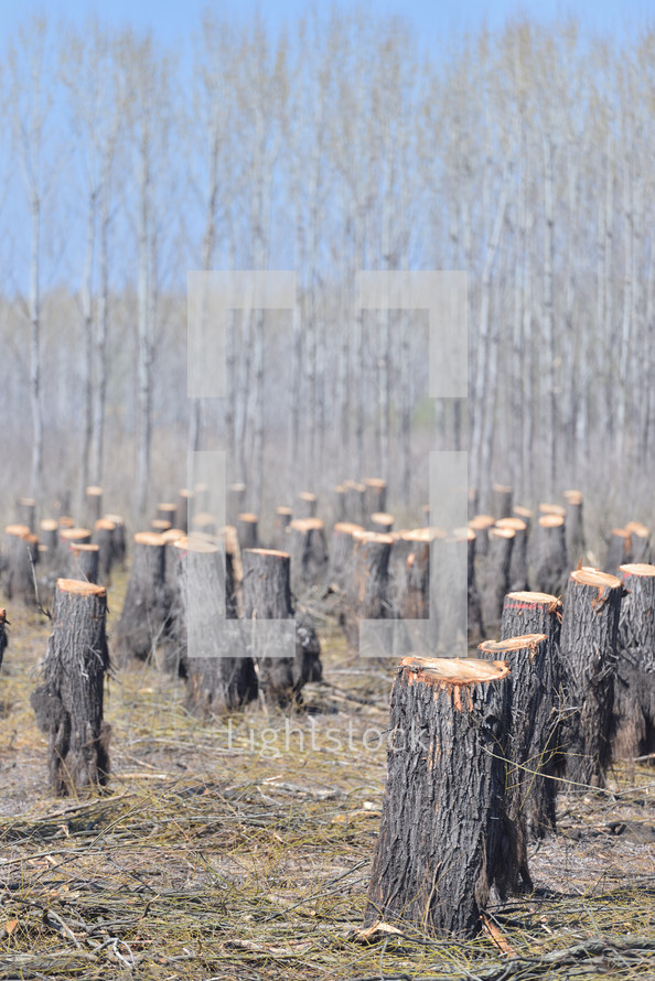 Bearing Witness to the Destruction: Deforestation and Its Impact on the Natural Balance