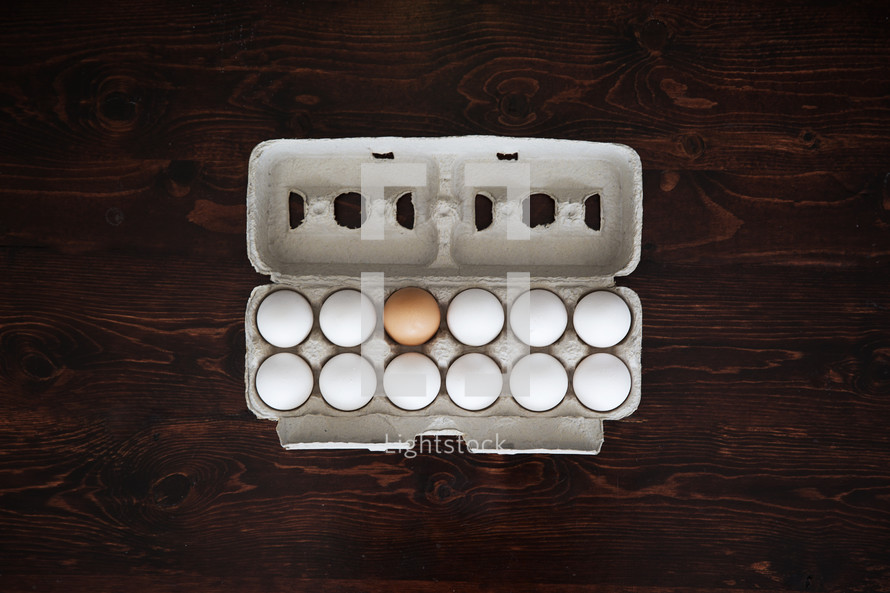 One brown egg in a carton of white eggs.
