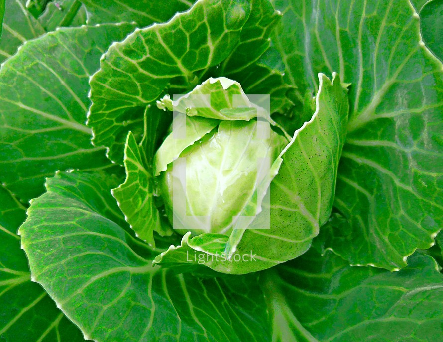 green cabbage 