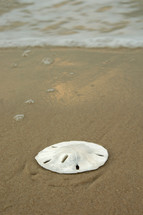 sand dollar on a beach 