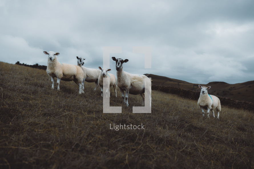 White sheep and lambs on a hill