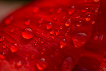 wet red petals 
