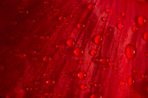 wet red petals 