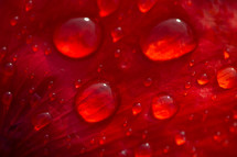 wet red flower petal closeup 