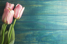 tulips on a wood background 